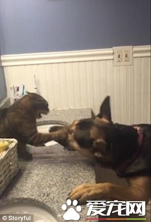 德國牧羊犬和一只貓對打了半天，狗是在搞笑而貓真生氣了