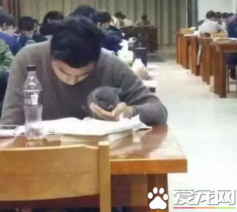 花式擼貓，學生帶喵星人去圖書館 還掏出把貓糧喂 太萌勒!
