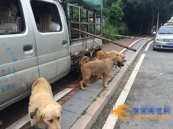 狗販子為了吸顧客用大鐵鏈拴住了四五條大型犬