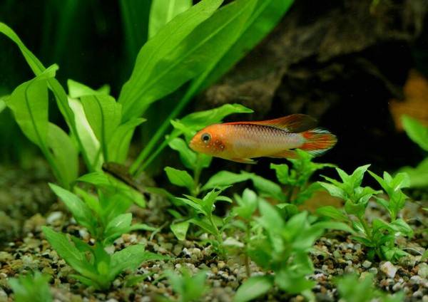 魚白點病怎么治