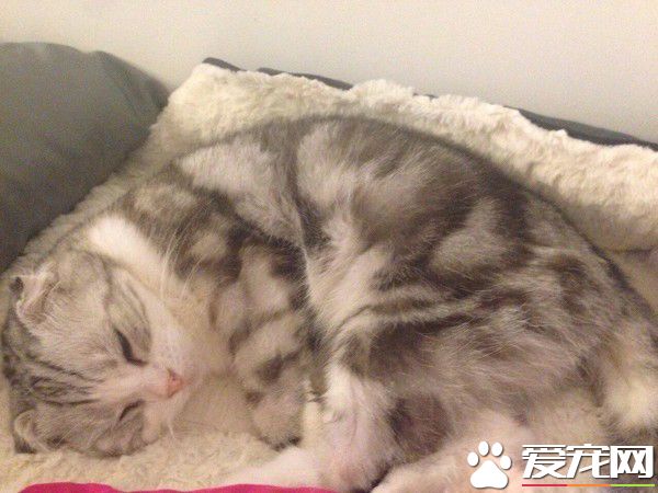 暖貓晚年時行動不便 屁屁不小心沾到便便卻不敢說