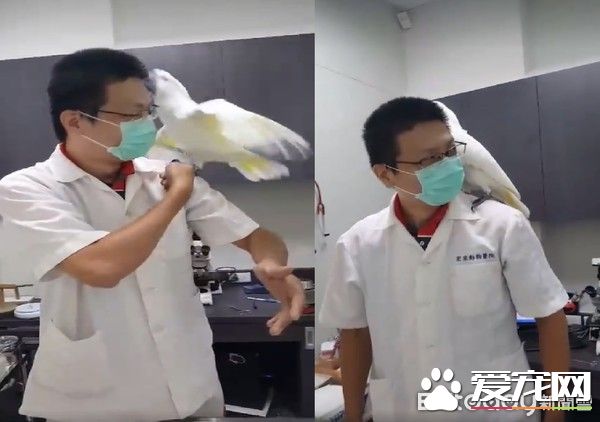 小霸王鸚鵡醫院檢查秒變樣 超級乖還會撒嬌