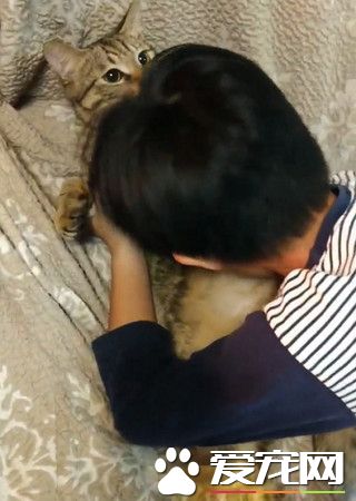 喵星人翻肚賣萌誘惑人 讓小主人被老師蓋遲到章