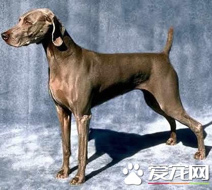 狗狗智商排行榜，你家狗狗排第幾？