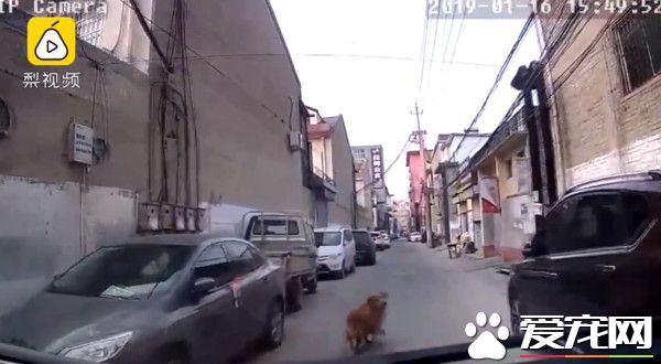 黃金獵犬發現主人昏倒 將醫療人員引導到主人身邊