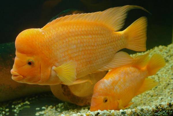 鸚鵡魚頭上長白點潰爛