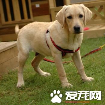 狗狗智商排行榜，你家狗狗排第幾？