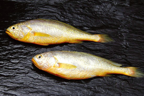 小黃魚是什么魚