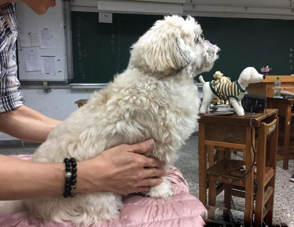 助教汪聽課太累趴桌呼呼大睡 馬麻笑：當狗真好
