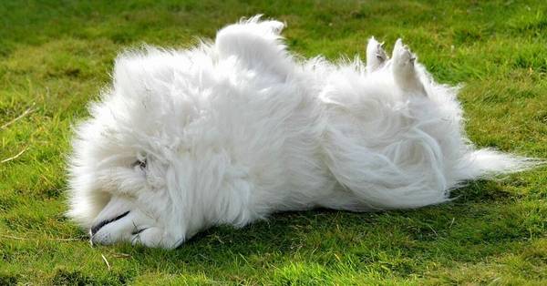 銀狐犬怎么看純不純