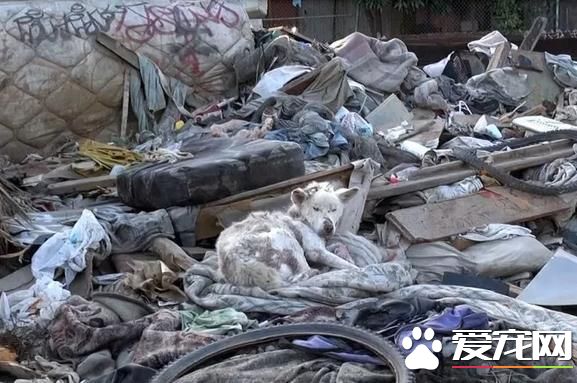 流浪狗無家可歸，蜷縮在惡臭的垃圾場中，把垃圾場當做自己的家