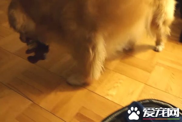 超現實黃金獵犬 主人回家熱情迎接后要拿禮物