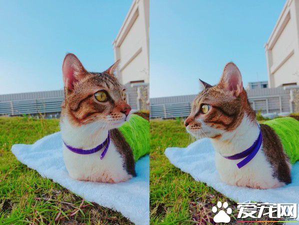 貓咪被電擊受傷截四肢 依靠留下的小手腳向新媽媽撒嬌