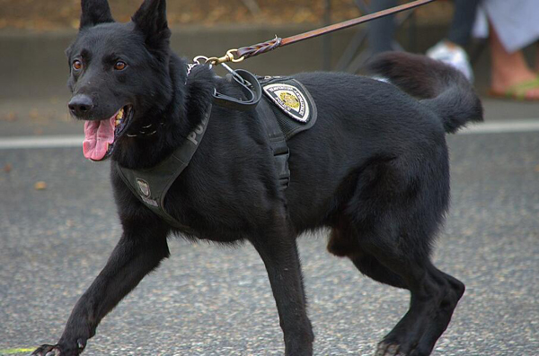 工作犬可不止導盲犬 原來工作犬可以從事這么多行業