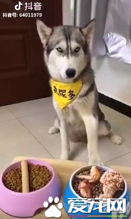 主人拿掉幻像雞腿 汪汪瞬間從天堂掉到地獄