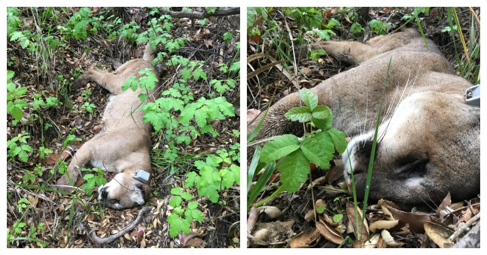 三歲山獅慘遭老鼠藥毒死！ 野生動物科學家警告：山獅可能會滅絕
