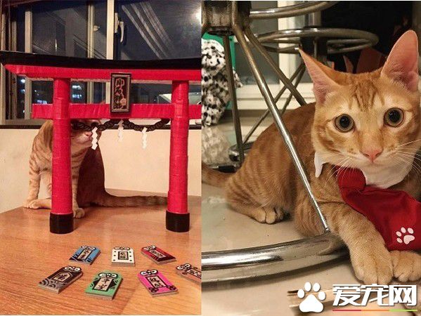 萌喵從小有吃奶嘴習慣 睡覺前抱尾巴吸吮到毛濕