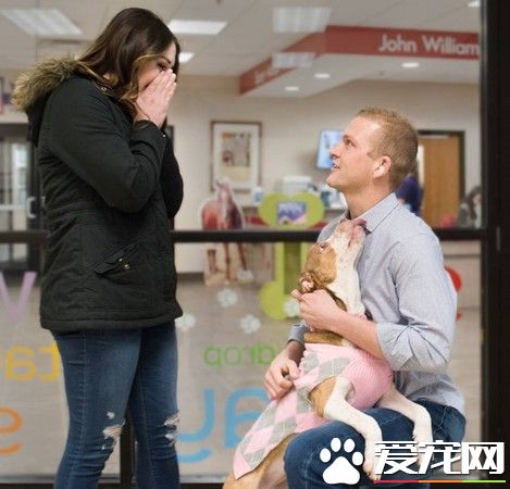 收容所<a href=/zhonglei/gou/ target=_blank class=infotextkey>狗</a>狗當送戒汪求婚成功 變幸福的一家四口
