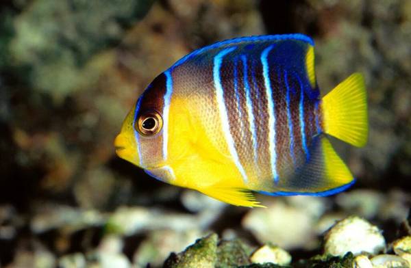燕魚正確養法