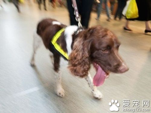 英國機場花費百萬英鎊培養緝毒犬 卻只會搜索香腸