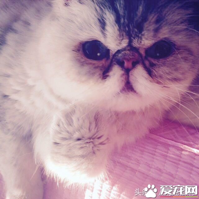 從一只寵物貓說起