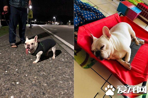 法斗兄弟散步回家 靠門睡吐舌變極致鳳眼