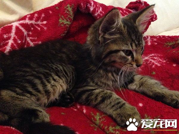 超暖心！虎斑浪貓散步撿來小浪貓 想要貓奴一起收編