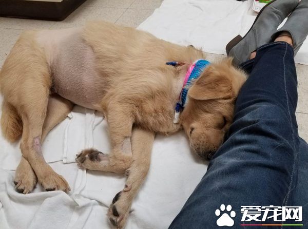 割腎救母！罕見手術獲得成功 不幸因藥物反應過世