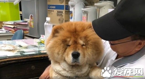 九歲松獅犬因病得福 深得阿公寵愛
