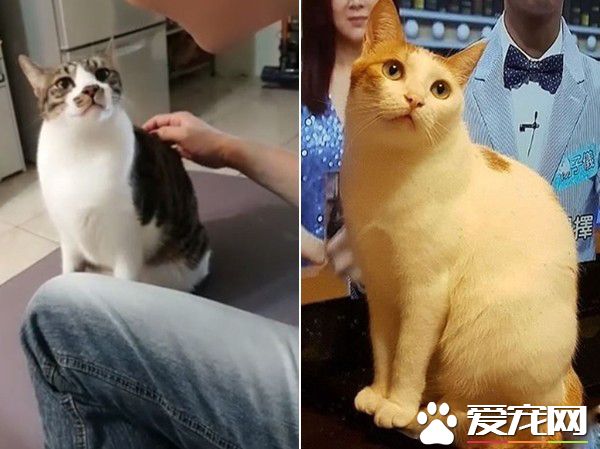 喵星人飛撲電視準備接球 好激動的應援團貓