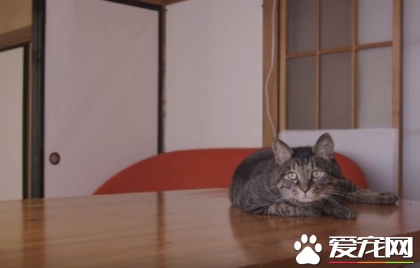貓咪到底認得主人聲音嗎？答案在這支廣告里