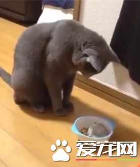 貓咪低頭吃飯 小倉鼠自動跑進去幫忙加菜