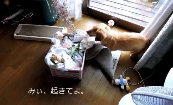 狗狗的好朋友去世 它的反應讓人心酸