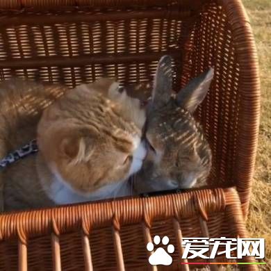 貓兔之友情 貼心貓咪溫柔陪伴兔兔
