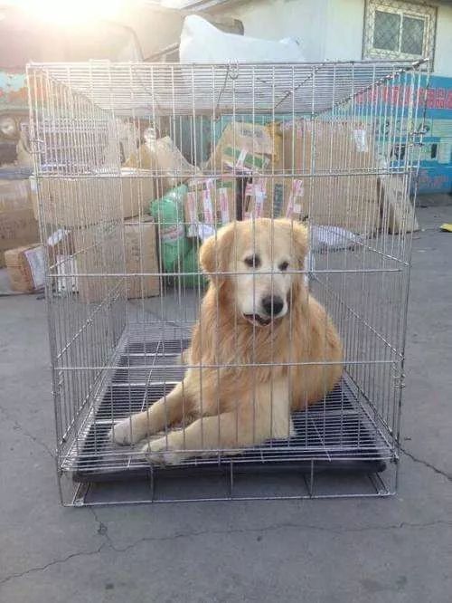乘坐飛機時可以帶寵物嗎？都需要辦理些什么？