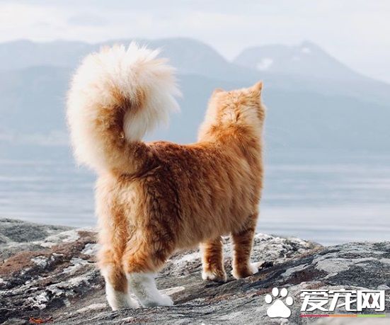 橘貓擁有超美膨尾 走路尾巴跟著搖曳生姿超霸氣
