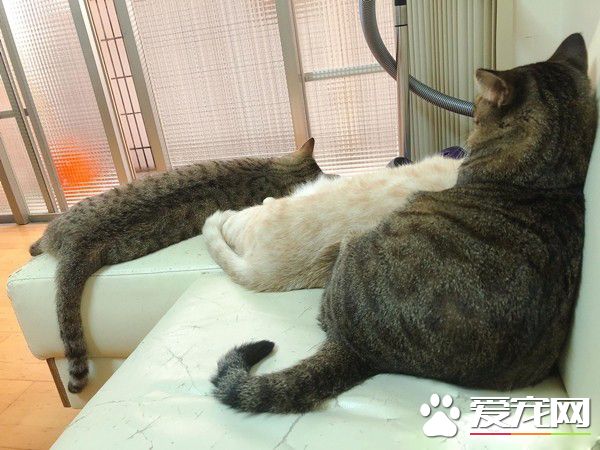 貓咪輕功紙箱上飄 貓奴：想嚇死娘親我嗎
