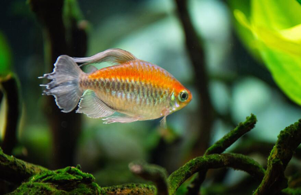 金魚斷尾怎么回事