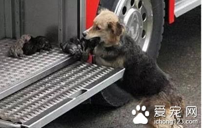 德牧多次出入火場救子 母愛的偉大都能體現出來