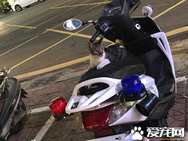 遇到貓警探了！浪喵霸占警用機車偽裝黑貓警長