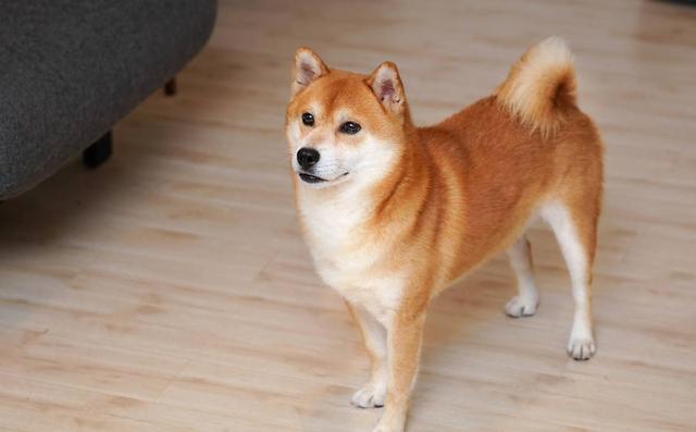轉發：柴犬與大黃狗相似度頗高，為何身價與知名度卻相差甚遠？