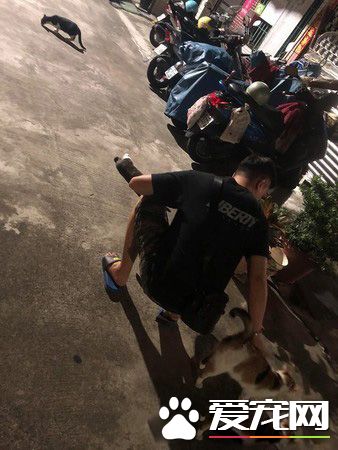 超有愛的浪喵們 每天都要列隊護送遛狗