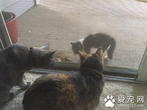 流浪貓賴在門外堅持不走 一定要求進屋被收養
