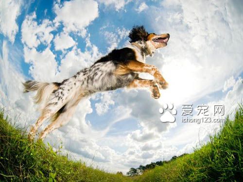 狗狗每天需要多少運動才足夠呢?