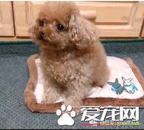 萌妹紙網上求助家里泰迪喜歡吃便便怎么辦？