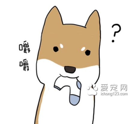 為什么狗狗總愛咬衣物?讓我們來了解下到底為什么吧!