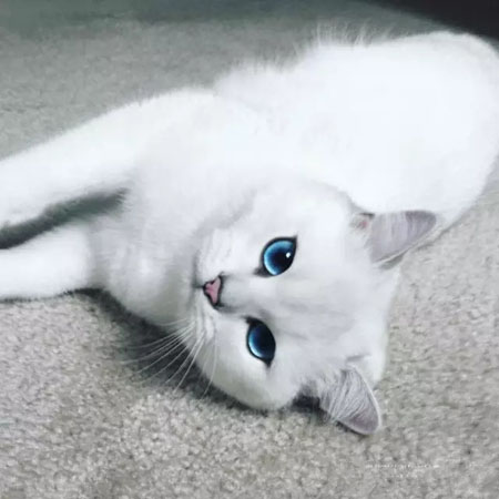一只淡藍色眼睛的貓咪