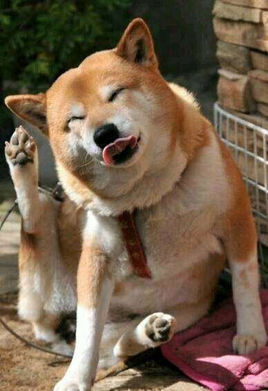 除了貴 柴犬還有這5大缺陷 看完你還想養嗎？