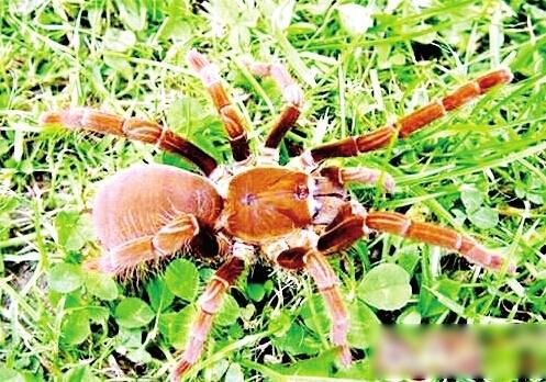 毒蜘蛛藏郵包“偷渡”入境 或為市民網購寵物