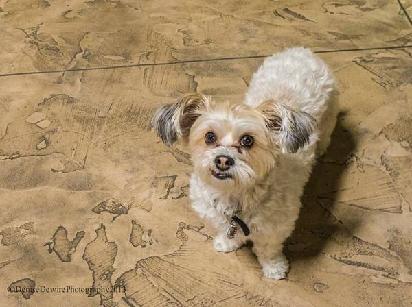 犬瘟熱怎么引起的